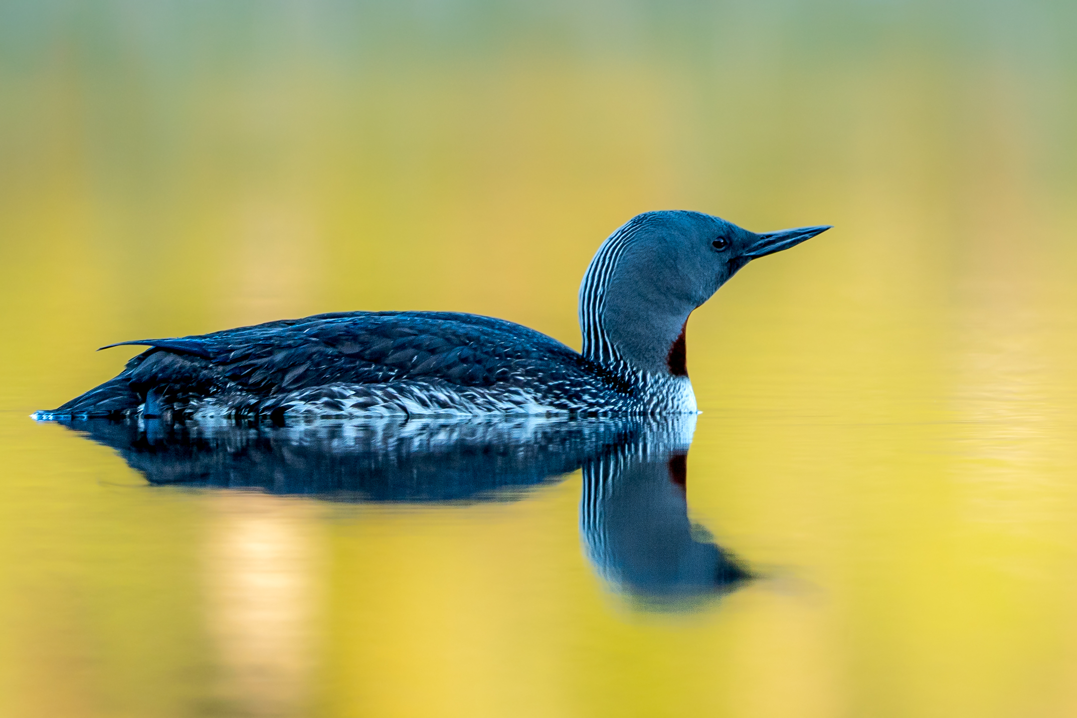 Sterntaucher im Morgenlicht