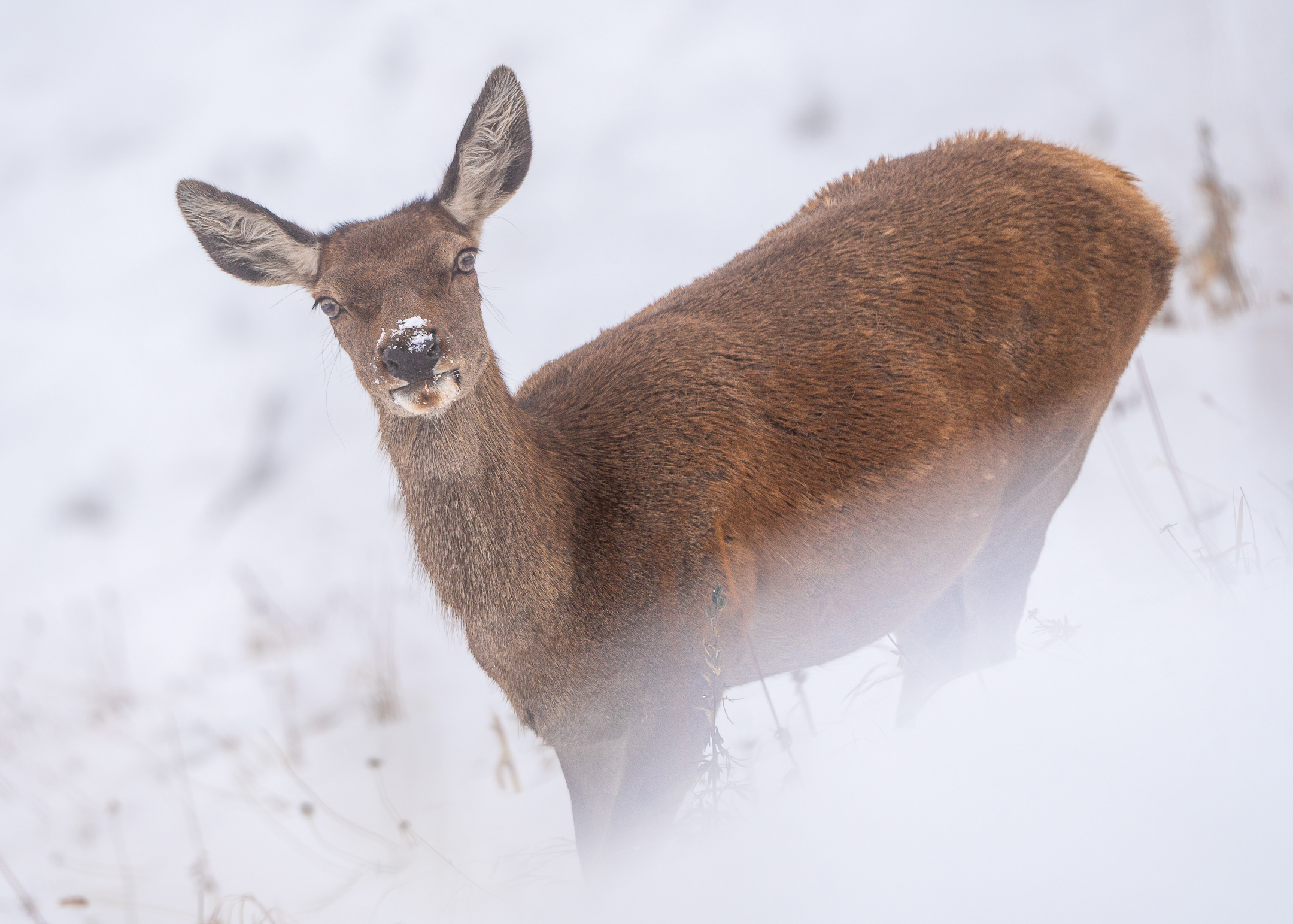 Die Brunft der Rothirsche